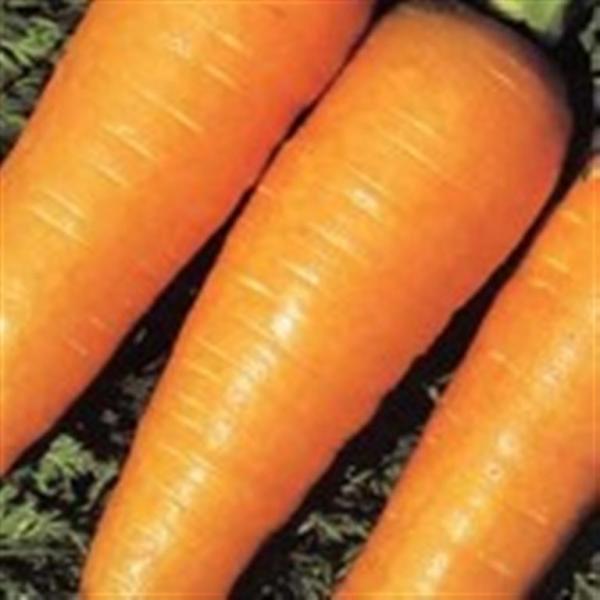 FRENCH carrot CHANTENAY 1gm seeds